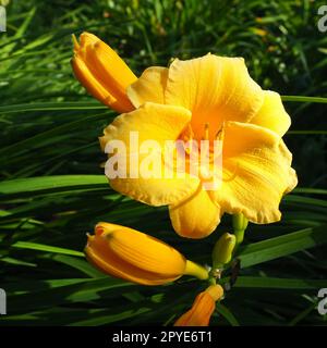 Taglily, oder wunderschön zitronengelb, ist eine wunderschön blühende, mehrjährige Kräuterpflanze. Lange, dünne grüne Blätter. Blühen als Hobby. Die Sorte Hemerocallis lililioasphodelus Yellow. Stockfoto