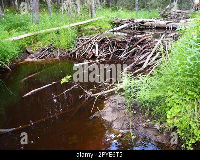 Ein Biberdamm, der von Bibern an einem Fluss oder Bach errichtet wird, um vor Raubtieren zu schützen und die Futtersuche im Winter zu erleichtern. Die Dämme bestehen aus Holz, Zweigen, Blättern, Gras, Schlamm, Schlamm, Steine Stockfoto