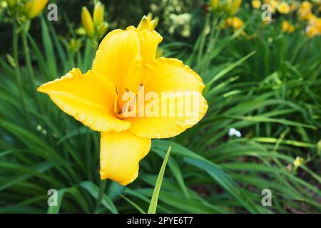 Taglily, oder wunderschön zitronengelb, ist eine wunderschön blühende, mehrjährige Kräuterpflanze. Lange, dünne grüne Blätter. Blühen als Hobby. Die Sorte Hemerocallis lililioasphodelus Yellow. Stockfoto