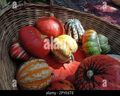 Ein grauer Kürbis und mehrere orangefarbene Kürbisse in einem Korb. Eine botanische Auswahl an Kürbissen. Gemüsezucchini und Kürbis. Halloween-Symbol. Allhalloween, Allerheiligen oder Allerheiligen. Stockfoto