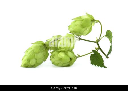 Hopfenpflanze (Humulus lupulus) Stockfoto