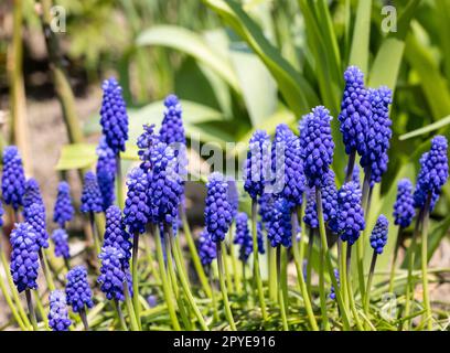 Traubenhyazinthe Muscari Armeniacum Blüte Im Frühjahr. Stockfoto