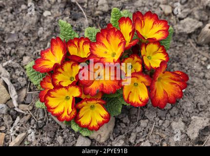 Orange und gelb Englische Primrose - lateinischer Name - Primula Polyanthus-Hybride Stockfoto