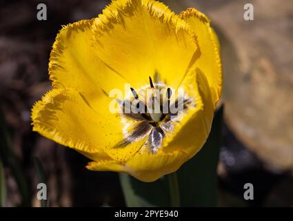 Gelbe Tulpenblume blüht in einem Garten Stockfoto