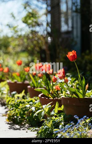 Rote Tulpen in Töpfen, die am Rand eines Landhausgartens blühen. Stockfoto