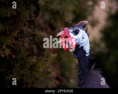 Helmige Guineafowl, Numida meleagris, großer grauer Vogel im Gras. Stockfoto