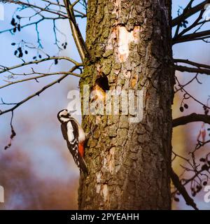 Specht auf einem Baum, der sich um sein Nest kümmert Stockfoto