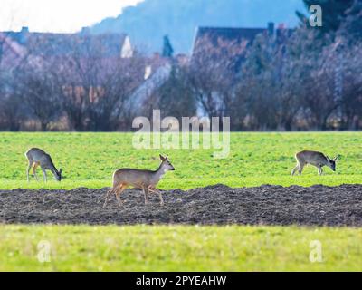 Eine Herde von Rehen streift auf der grünen Wiese am Horizont im Hintergrund die Häuser und das Dorf Stockfoto