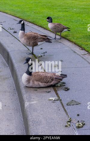 Kanadische Gans (Branta canadensis) oder Kanadische Gans, die sich im Marina Park am Lake Washington in Kirkland, Washi, ausruhen (mit ihrem Kot verschmutzen) Stockfoto