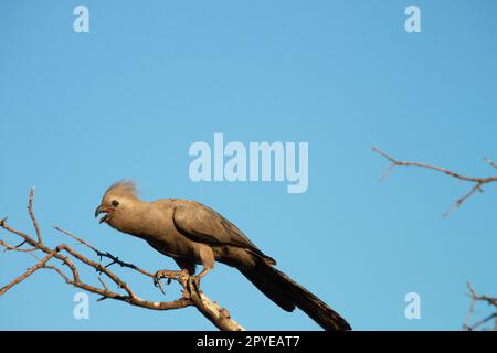 Grauer Vogel in einem Baum Stockfoto