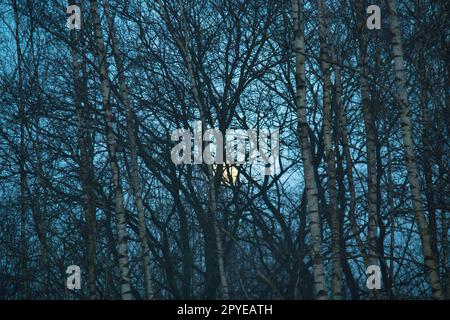 Mond hinter einem Birkenhain am Abend in der Nebel Stockfoto