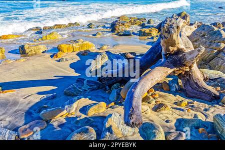 Wunderschöner pazifik Strand mit angespültem Baumstamm Holz Mexiko. Stockfoto