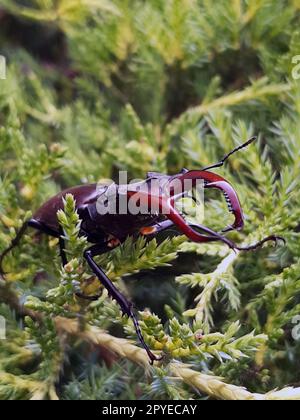 Hirschkäfer auf Thuja-Blättern in freier Wildbahn Stockfoto