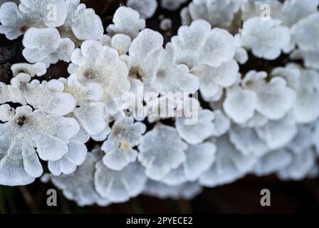 Weiße Pilze auf einem toten Ast im Wald Stockfoto