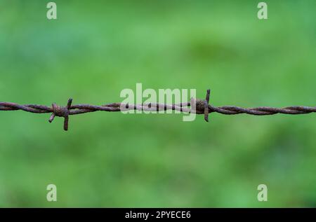 Ein Stacheldrahtzaun entlang des grünen Feldes Stockfoto