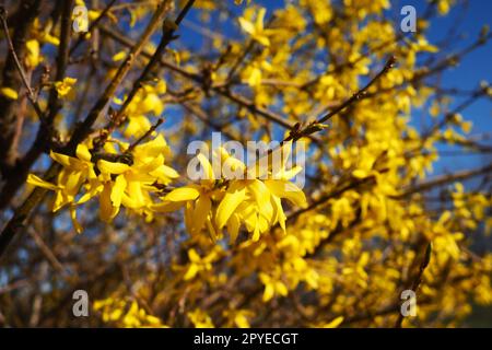 Forsythia ist eine Gattung von Sträuchern und kleinen Bäumen der Familie Oliven. Zahlreiche gelbe Blüten auf Ästen und Triebe. Klasse des dicotyledonösen Ordens Lamiaceae, Familie der Oliven, Gattung Forsythia Stockfoto