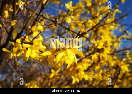 Forsythia ist eine Gattung von Sträuchern und kleinen Bäumen der Familie Oliven. Zahlreiche gelbe Blüten auf Ästen und Triebe. Klasse des dicotyledonösen Ordens Lamiaceae, Familie der Oliven, Gattung Forsythia Stockfoto