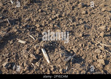 Ackerland bereit für landwirtschaftliche Frühjahrsarbeiten. Schwarze Erde gepflügt. Maismehl auf dem Boden. Fruchtbarer Boden zum Anpflanzen. Düngemittel sind der Schlüssel zu einer guten Ernte. Landwirtschaftliche Arbeiten Stockfoto