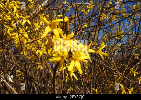 Forsythia ist eine Gattung von Sträuchern und kleinen Bäumen der Familie Oliven. Zahlreiche gelbe Blüten auf Ästen und Triebe. Klasse des dicotyledonösen Ordens Lamiaceae, Familie der Oliven, Gattung Forsythia Stockfoto