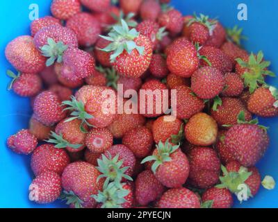 Rote Erdbeeren in einer blauen Schüssel. Frische Beeren aus Ihrem eigenen Garten Stockfoto