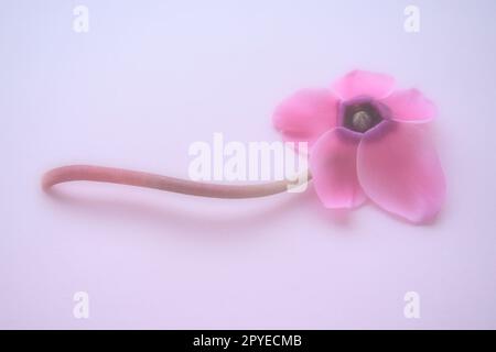 Seitenansicht der Cyclamen-Blume auf pinkfarbenem lila Hintergrund mit verschwommenem, zarten Fokus. Eine Blume mit fünf Blütenblättern, Stiel ohne Blätter. Speicherplatz kopieren. Nebel-Effekt. Wunderschöne, exquisite Cyclamen Blumen Postkarte. Stockfoto