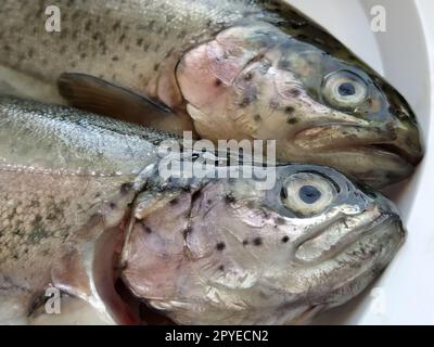 Zwei Forellenfische auf einem weißen Teller. Frischer essbarer Fisch aus nächster Nähe. Glänzende Schuppen am Körper, durchsichtige Augen der Fische. Reich an Omega-3 ungesättigten Fettsäuren für eine gesunde Ernährung. Mediterrane Diät Stockfoto