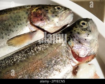 Zwei Forellenfische auf einem weißen Teller. Frischer essbarer Fisch aus nächster Nähe. Glänzende Schuppen am Körper, durchsichtige Augen der Fische. Reich an Omega-3 ungesättigten Fettsäuren für eine gesunde Ernährung. Mediterrane Diät Stockfoto