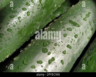 Nasse Gurken. Waschen Sie das Gemüse gründlich mit Wasser. Prävention von Infektionskrankheiten. Nahaufnahme von grünem Gemüse. Vegetarismus. Vitamin. Pflanzliche Diät. Wassertropfen funkeln im Sonnenlicht Stockfoto