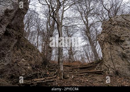 Felsen und Bäume mitten im Wald Stockfoto