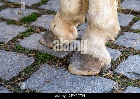 Hufe eines Pferdes auf grauen Pflastersteinen Stockfoto