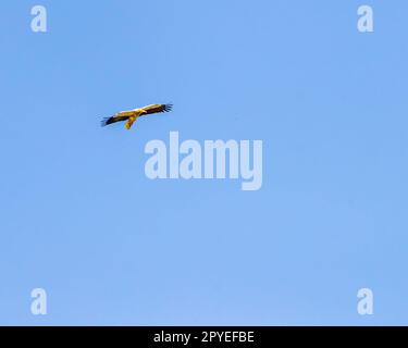 Ein ägyptischer Geier im Flug Stockfoto