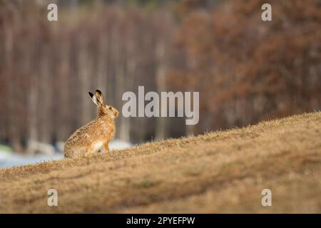 Ein Hase sitzt auf dem Feld Stockfoto