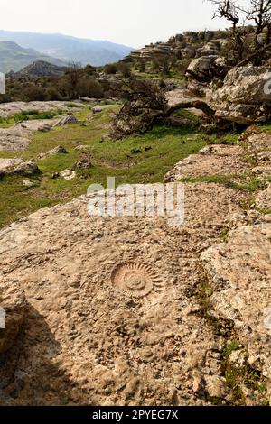 El Torcal de Antequera. Bonitos paisajes Karsticos, con muchas huellas de Amonites. Stockfoto