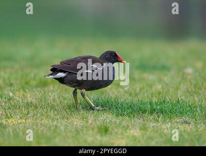 Ein ungewöhnlicher Schuss von einem Moorhen ( Gallinula chloropus), nicht auf einem Teich, sondern in der Sonne und mit dem Gras in einem Garten. Suffolk , Vereinigtes Königreich Stockfoto