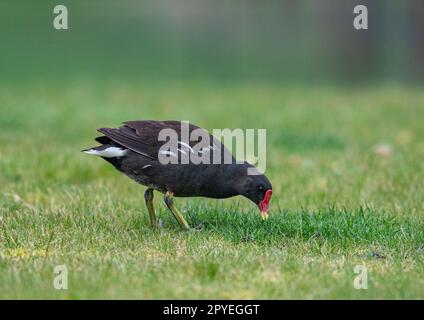 Ein ungewöhnlicher Schuss von einem Moorhen ( Gallinula chloropus), nicht auf einem Teich, sondern in der Sonne stehen und das Gras in einem Garten genießen. Suffolk , Vereinigtes Königreich Stockfoto