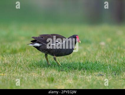 Ein ungewöhnlicher Schuss von einem Moorhen ( Gallinula chloropus), nicht auf einem Teich, sondern in der Sonne und mit dem Gras in einem Garten. Suffolk , Vereinigtes Königreich Stockfoto