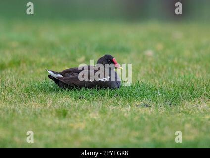 Eine ungewöhnliche Aufnahme eines Moorhen ( Gallinula chloropus), nicht auf einem Teich, sondern beim Sonnenbaden auf dem Gras in einem Garten. Suffolk , Vereinigtes Königreich Stockfoto