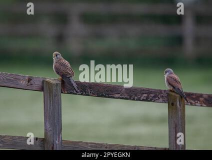 Ein Paar Kestrels ( Falco tinnunculus), weiblich und männlich, die auf einem Zaun sitzen und die Wiese für mögliche Snacks beobachten. Suffolk, Großbritannien. Stockfoto