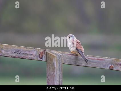 Ein klares Bild eines wunderschönen männlichen Kestrels ( Falco tinnunculus), der auf einem Pfosten und einem Zaun sitzt und die Wiese für mögliche Snacks überwacht. Suffolk, Großbritannien. Stockfoto