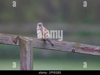 Ein klares Bild eines wunderschönen männlichen Kestrels ( Falco tinnunculus), der auf einem Pfosten und einem Zaun sitzt und die Wiese für mögliche Snacks überwacht. Suffolk, Großbritannien. Stockfoto