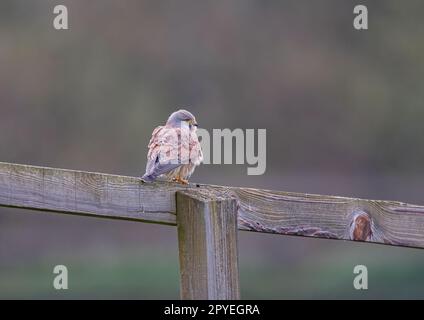 Ein klares Bild eines wunderschönen männlichen Kestrels ( Falco tinnunculus), der auf einem Pfosten und einem Zaun sitzt und die Wiese für mögliche Snacks überwacht. Suffolk, Großbritannien. Stockfoto