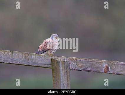 Ein klares Bild eines wunderschönen männlichen Kestrels ( Falco tinnunculus), der auf einem Pfosten und einem Zaun sitzt und die Wiese für mögliche Snacks überwacht. Suffolk, Großbritannien. Stockfoto