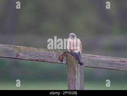 Ein klares Bild eines wunderschönen männlichen Kestrels ( Falco tinnunculus), der auf einem Pfosten und einem Zaun sitzt und die Wiese für mögliche Snacks überwacht. Suffolk, Großbritannien. Stockfoto