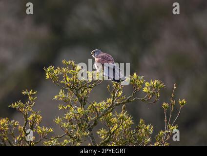 Ein wunderschöner männlicher Kestrel ( Falco tinnunculus), der im Frühling in Rowan Tree sitzt. Er zeigt die versperrten Schwanzfedern. Suffolk, Großbritannien. Stockfoto