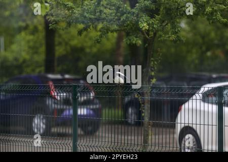 Elster auf einem Zaun auf einem Parkplatz unter Bäumen Stockfoto