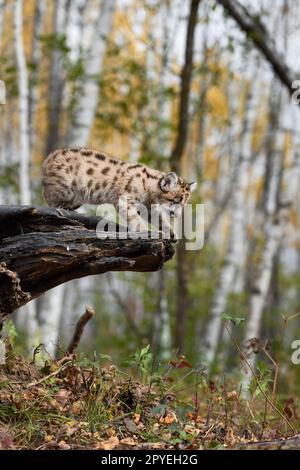 Cougar Kitten (Puma Concolor) blickt über das Ende des Holzherbstes - ein in Gefangenschaft gehaltenes Tier Stockfoto