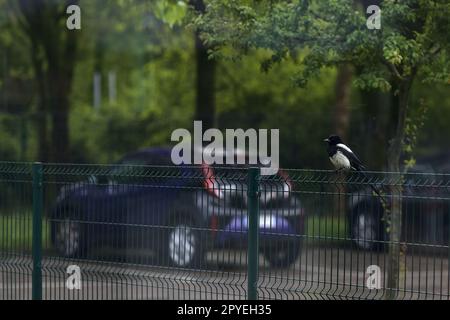 Elster auf einem Zaun auf einem Parkplatz unter Bäumen Stockfoto