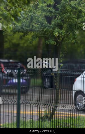 Elster auf einem Zaun auf einem Parkplatz unter Bäumen Stockfoto