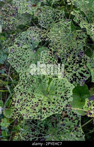 Viele Löcher in großen grünen Blättern des Waldes Stockfoto