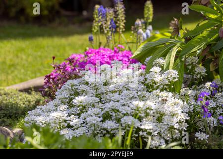 Schöner farbenfroher Frühlingsfelsgarten mit weißen Blüten von Iberis sempervirens, aus nächster Nähe Stockfoto